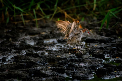 View of a bird on rock