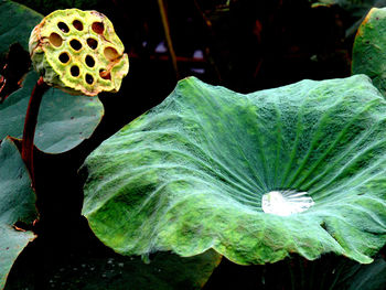 Close-up of green butterfly on plant