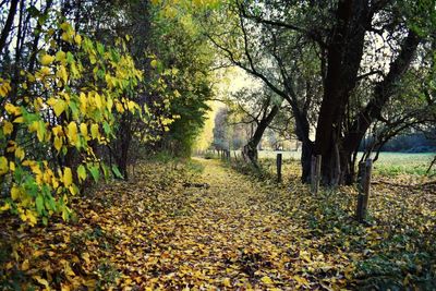 Trees on landscape