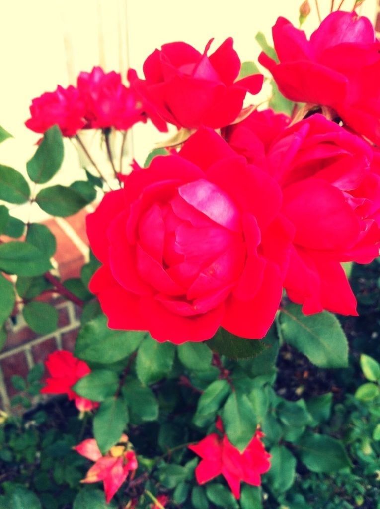 flower, petal, freshness, fragility, flower head, red, beauty in nature, rose - flower, growth, blooming, nature, plant, pink color, close-up, rose, leaf, tulip, indoors, no people, day