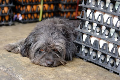 Portrait of dog relaxing outdoors