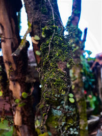 Close-up of moss growing on tree trunk