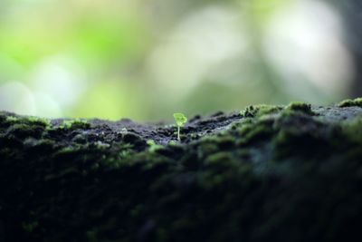 Close-up of moss growing on tree trunk