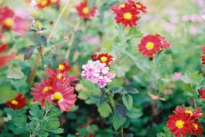 Close-up of pink flowering plants