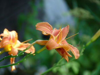 Close-up of day lily blooming outdoors