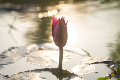 Close-up of lotus water lily