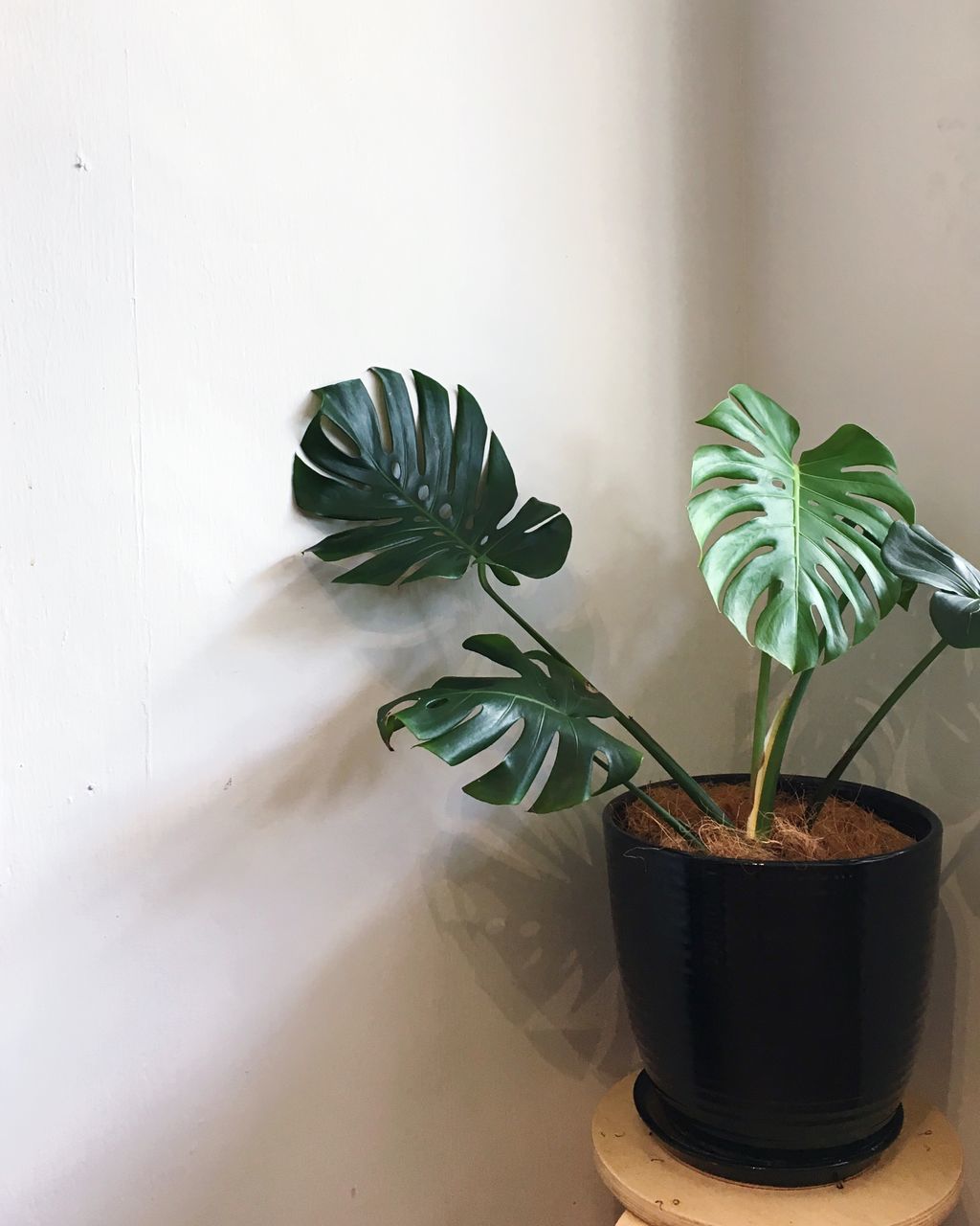 CLOSE-UP OF POTTED PLANT IN POT