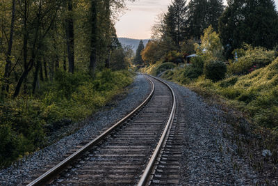 Railroad tracks amidst trees in forest