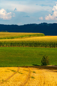 Scenic view of agricultural field against sky