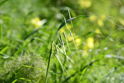 Close-up of grass growing on field