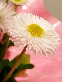 Close-up of pink flower