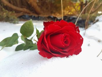 Close-up of red rose in snow