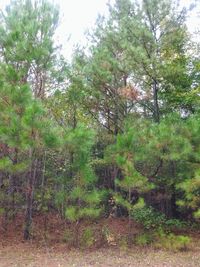 Trees on field in forest against sky