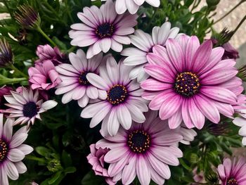 Close-up of pink flowers