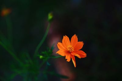 Close-up of flower