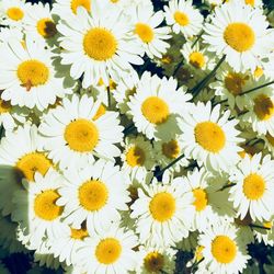 Close-up of yellow daisies