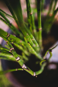 Close-up of fresh green leaf