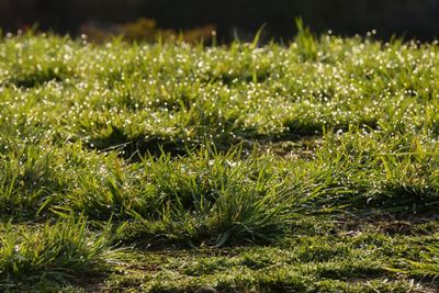 Plants growing on grassy field