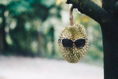 Close-up of fruit growing on tree