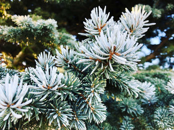 Close-up of pine tree in snow