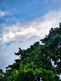 Low angle view of trees against sky