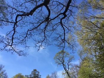 Low angle view of bare trees against blue sky