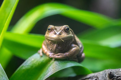 Close-up of frog on plant