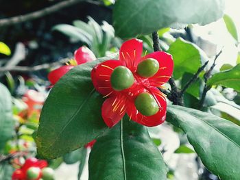 Close-up of red flower