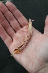 Close-up of hand holding lizard