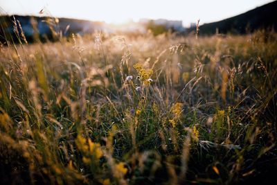 Scenic view of grassy field against sky