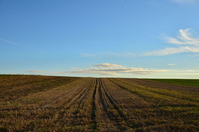 Scenic view of agricultural field against sky