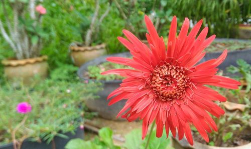 Close-up of red flower in park