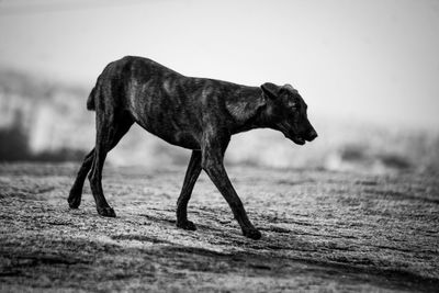 Close-up of horse