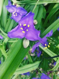 Close-up of purple flowers blooming outdoors