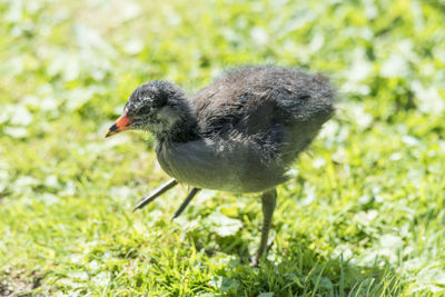 Close-up of bird on field