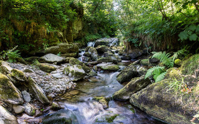 Stream flowing through rocks in forest