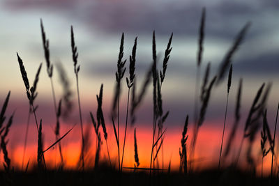 Close-up of silhouette plants on field against sky at sunset