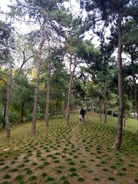 Trees walking on field in forest