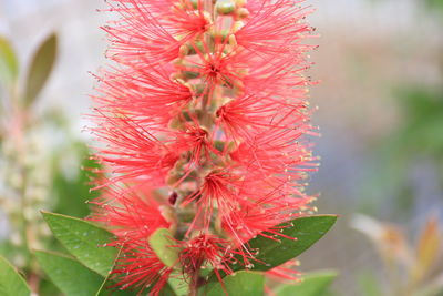 Close-up of pink flowers