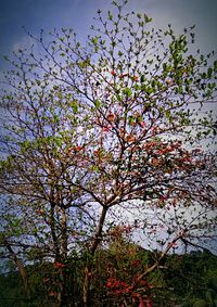 Low angle view of tree against sky