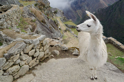 Close-up of sheep standing on rock