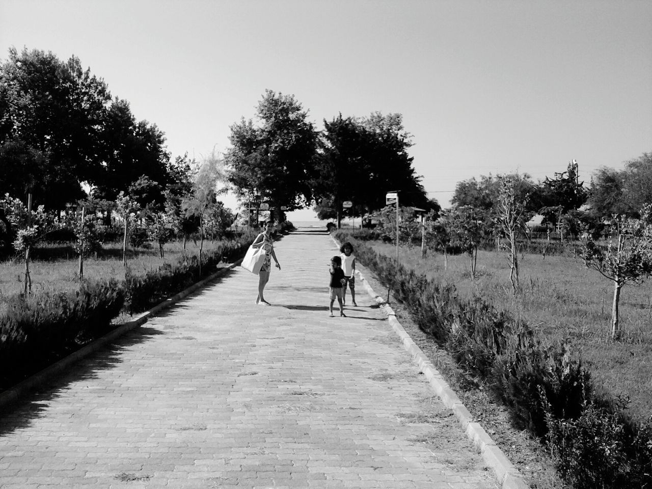 tree, the way forward, walking, full length, lifestyles, bicycle, clear sky, rear view, men, transportation, leisure activity, road, person, footpath, cycling, diminishing perspective, riding