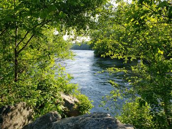 Scenic view of river amidst trees in forest