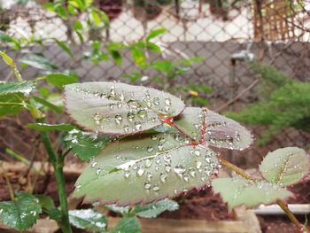 Close-up of raindrops on leaf