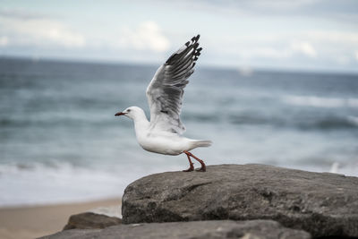 Seagull flying over sea against sky