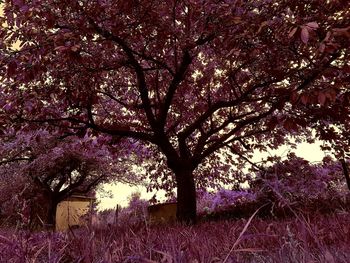 View of cherry blossom tree against blue sky