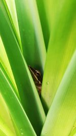 Full frame shot of  frog and green leaf