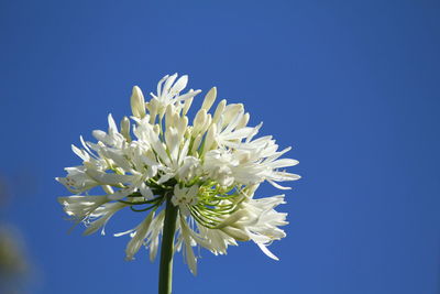 Close-up of flower against blue sky