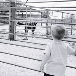 Rear view of boy standing at railing looking at cow