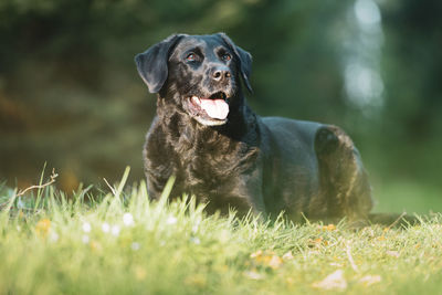 Black labrador retriever dog portrait lying in the forest with grass in the foreground
